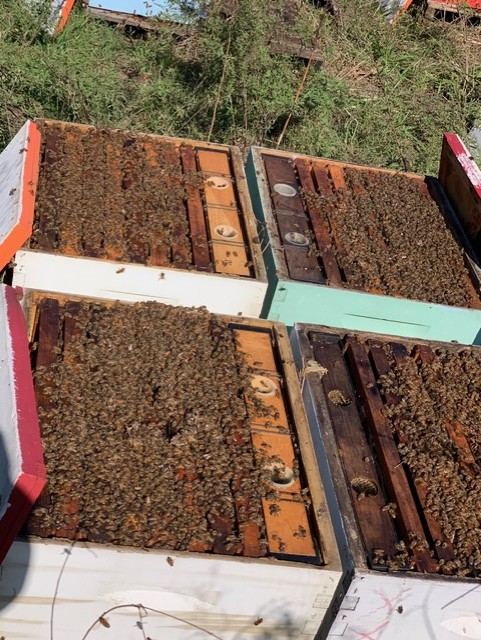 Rows of colorful agricultural bee hives in a rural apiary